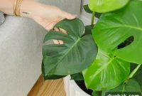 Monstera Deliciosa: The Ultimate Care Guide