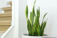Mastering Snake Plant Care