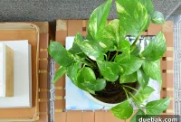 Mastering Golden Pothos Care