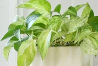 Marble Queen Pothos A Complete Care Manual