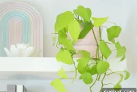 Neon Pothos Care Made Simple