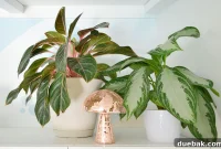 Aglaonema Plant Care: Cultivating Thriving Chinese Evergreens
