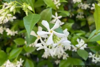 Star Jasmine Cultivation and Care Handbook
