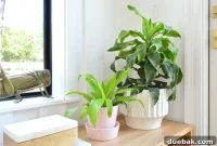 Your Guide to Growing Healthy Corn Plants