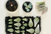 Multiplying Succulents Made Easy