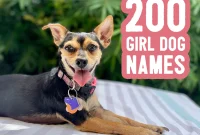 Choose Her Perfect Name: 200 Girl Dog Names and Smart Naming Strategies