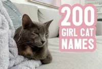 Discover Her Perfect Name: 200+ Girl Cat Options & Expert Naming Tips