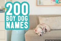 Find His Perfect Name: 200 Boy Dog Options & Naming Secrets