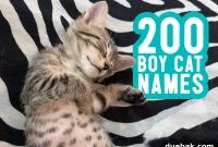 Your Search Ends Here 200 Inspiring Boy Cat Names and Expert Selection Strategies