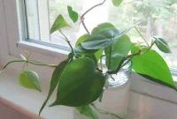Endless Free Plants from Your Cuttings