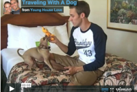 Dog Travel Tips