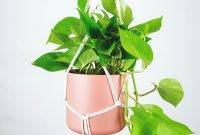Bulletproof Houseplants