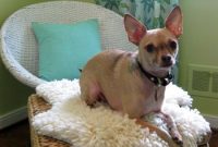 Crafting Your Cozy Faux Sheepskin Rug