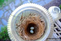 A Nest of Wonders on Our Porch