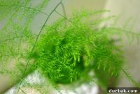 The Asparagus Fern Conundrum: Keeping It Vibrant