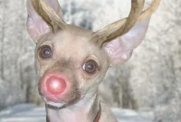 Reindeer Rover Holiday Cards
