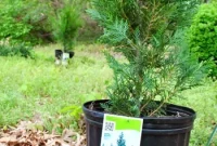 Creating a Private Oasis with Leyland Cypress