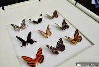 Craft Your Own Whimsical Butterfly Display