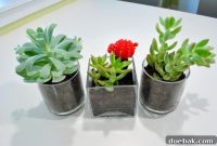 Cultivate Your Own Succulent Oasis