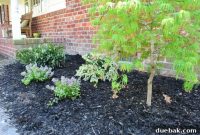 Cultivating Variegated Dwarf Pieris Japonica