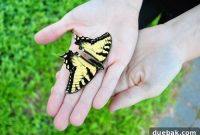 A Memento of Wings