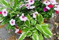 Front Yard Transformation Journey