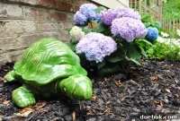 May’s Mismatched Marvels Turtles and Hairy Sherry