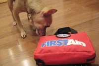 Paw-fect Free Pet First Aid Essentials