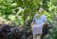 Transplanting a Japanese Maple