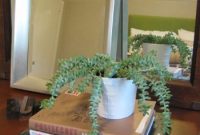 Foolproof Indoor Plants