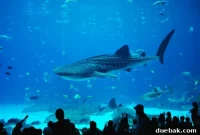 Georgia Aquarium: A World Beneath the Surface