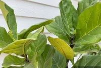 The Ultimate Fiddle Leaf Fig Care Guide
