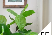 Feng Shui: Are You Accidentally Sabotaging Your Harmony?
