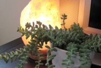 Beyond the Glow: Do Salt Lamps Actually Provide Health Benefits?
