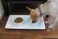 DIY Dog Feeding and Watering Station