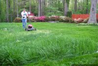 Overseeding for a Lush, Vibrant Lawn