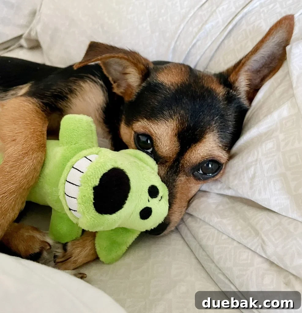 Penny, a small brown and black chihuahua yorkie mix dog, playfully peeking around a small blue toy she holds