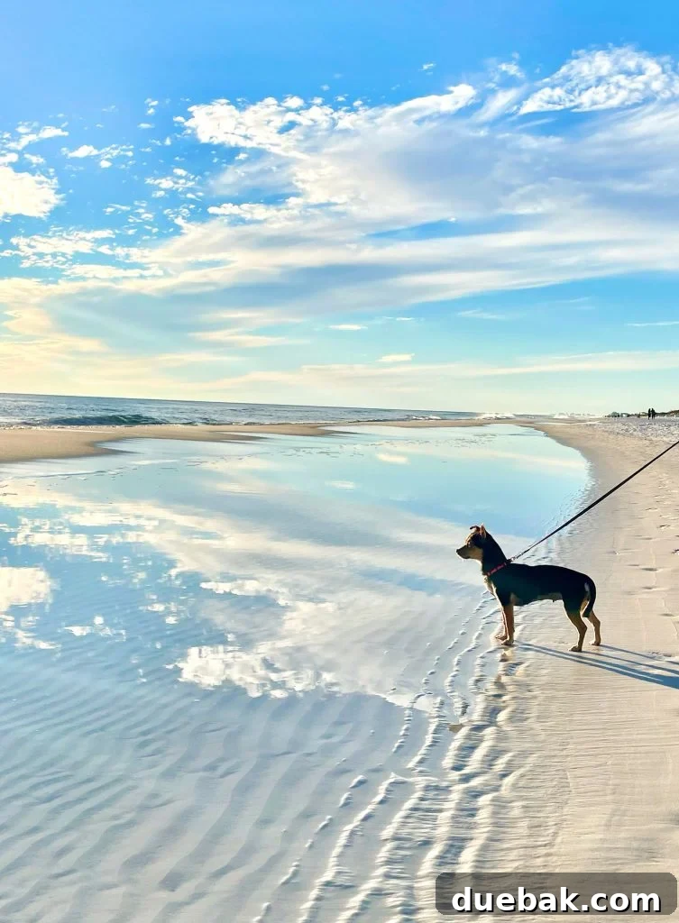 Penny the Chorkie standing confidently on a tidepool on the beach with dramatic clouds overhead, looking out at the ocean