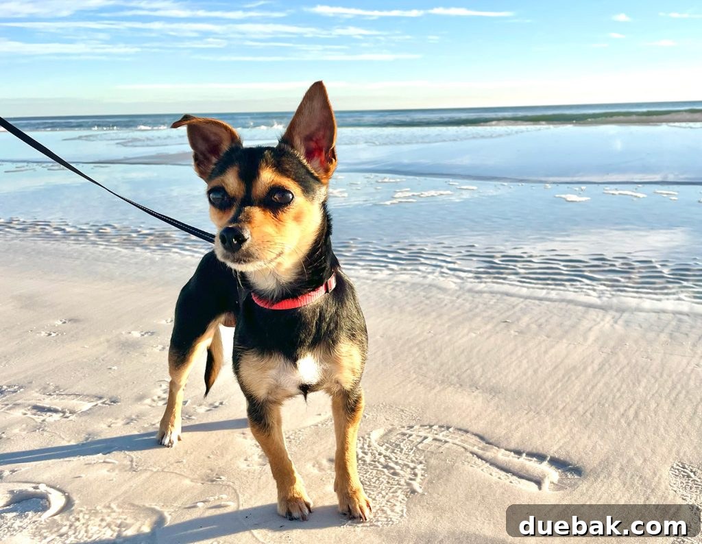 Penny, a small brown dog, standing in the sand on the beach, looking intently at something in the distance