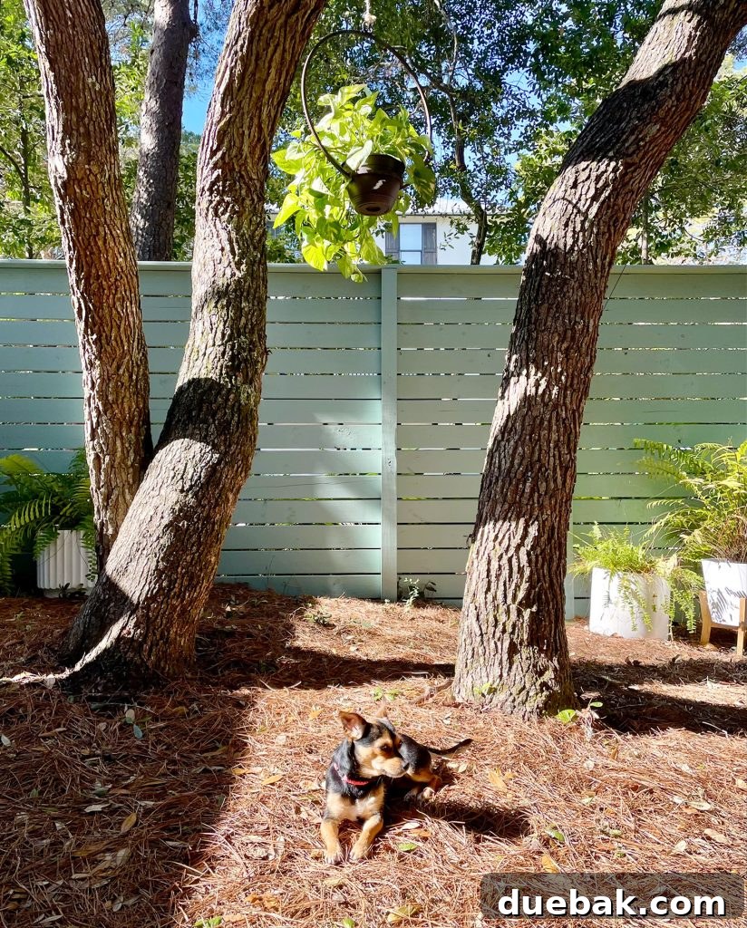 A small brown and black dog, Penny, relaxing serenely in a shaded yard under large oak trees