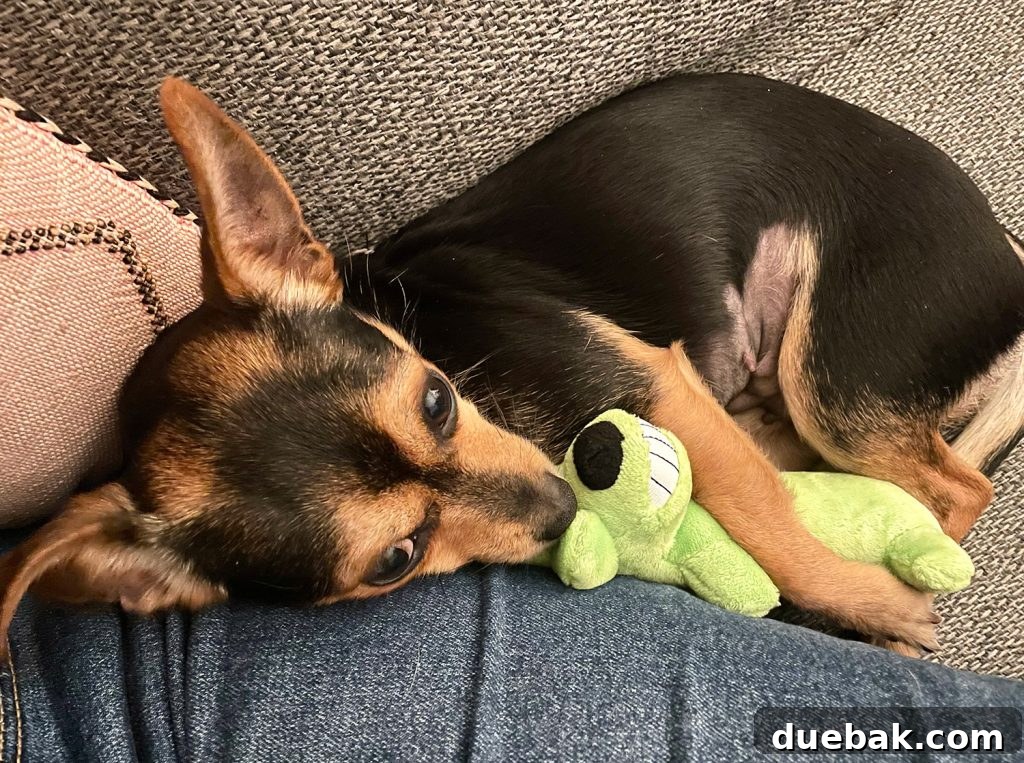 Penny the Chorkie mix dog sleeping peacefully with a green dog toy tucked beside her