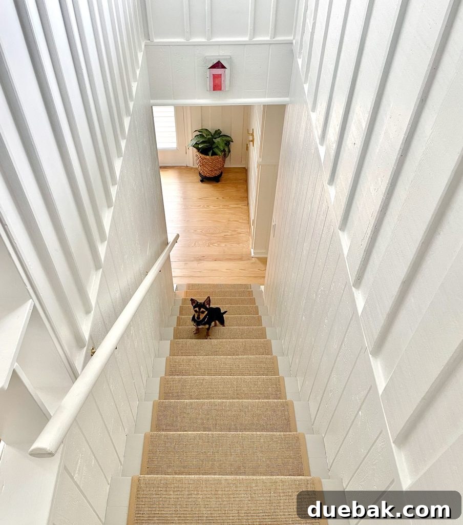 A charming Chihuahua Yorkie mix dog standing on a staircase with a seagrass runner, looking observant
