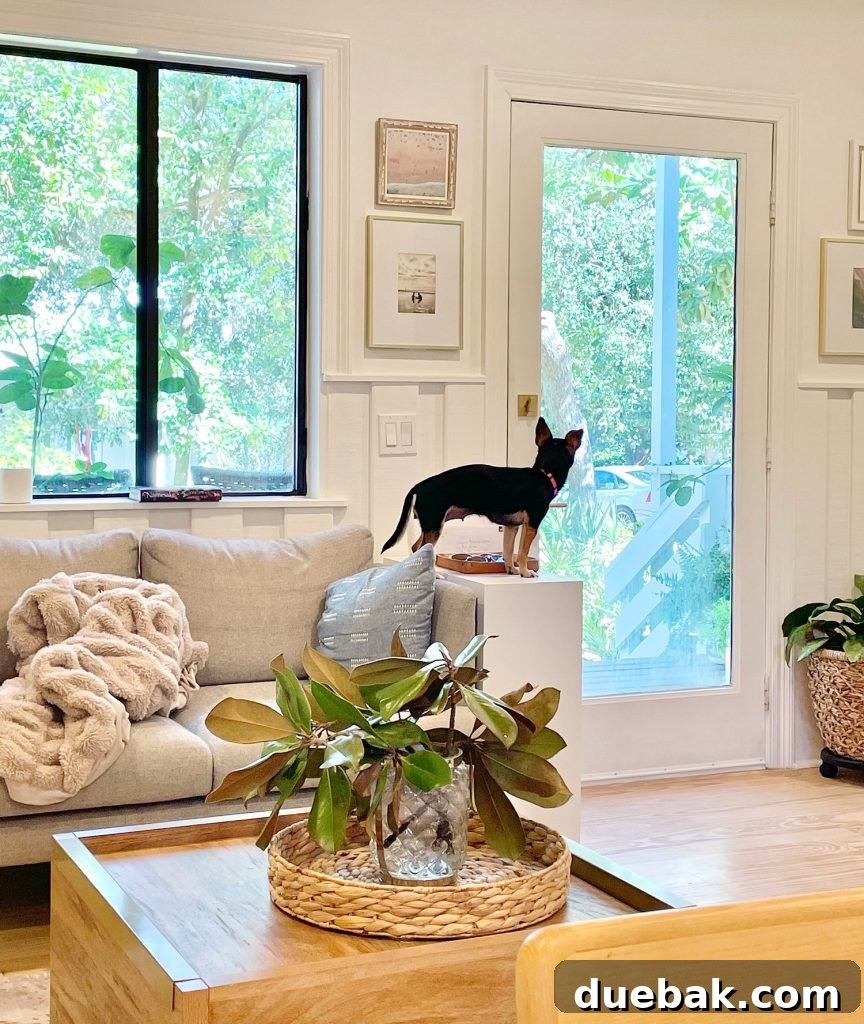 A small dog, Penny, standing confidently on an entryway table, looking out through the kitchen door