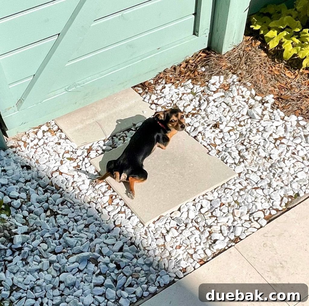 Penny the chihuahua yorkie mix dog laying completely flat on an outdoor patio paver, soaking up the warmth