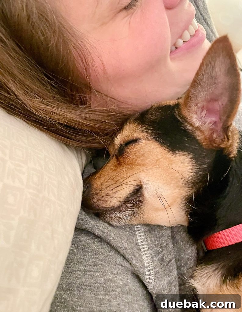 A small dog, Penny, making a sleepy, happy smile grin while snuggled on Sherry's lap