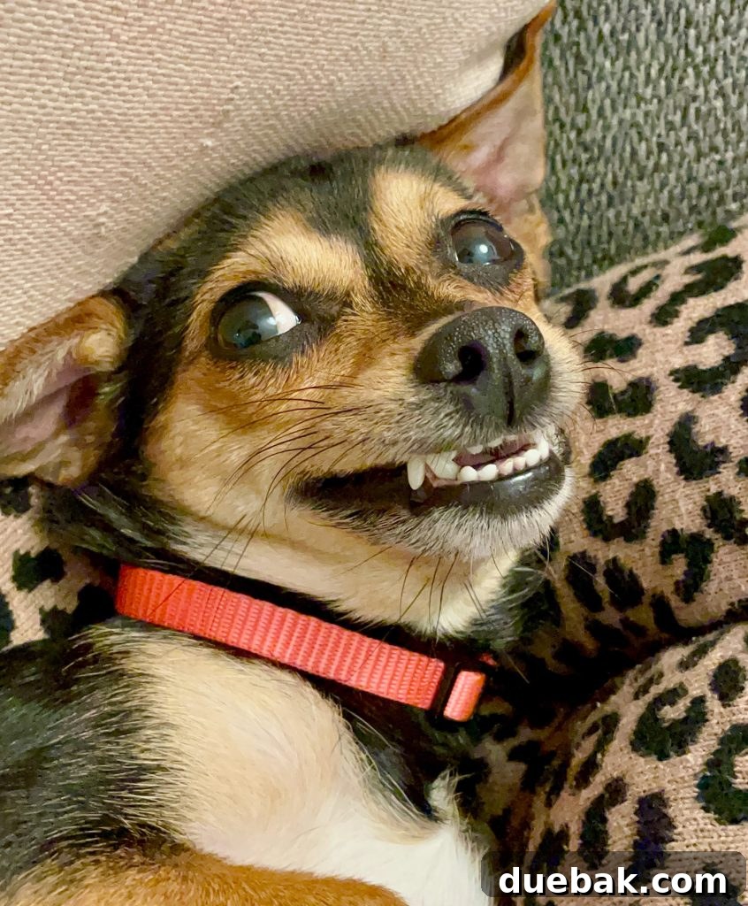 A Chihuahua Yorkie mix dog, Penny, grinning with bared teeth in a playful and affectionate manner