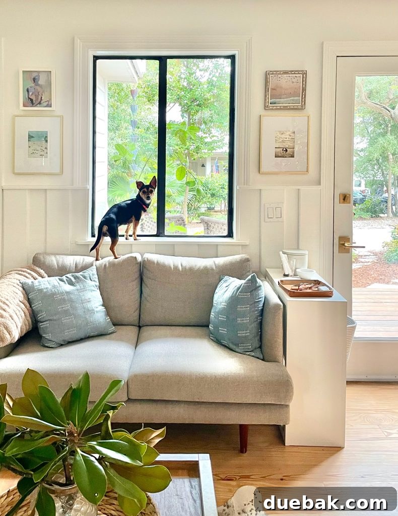 Penny, a small dog, standing confidently in a window sill on the kitchen loveseat, looking out