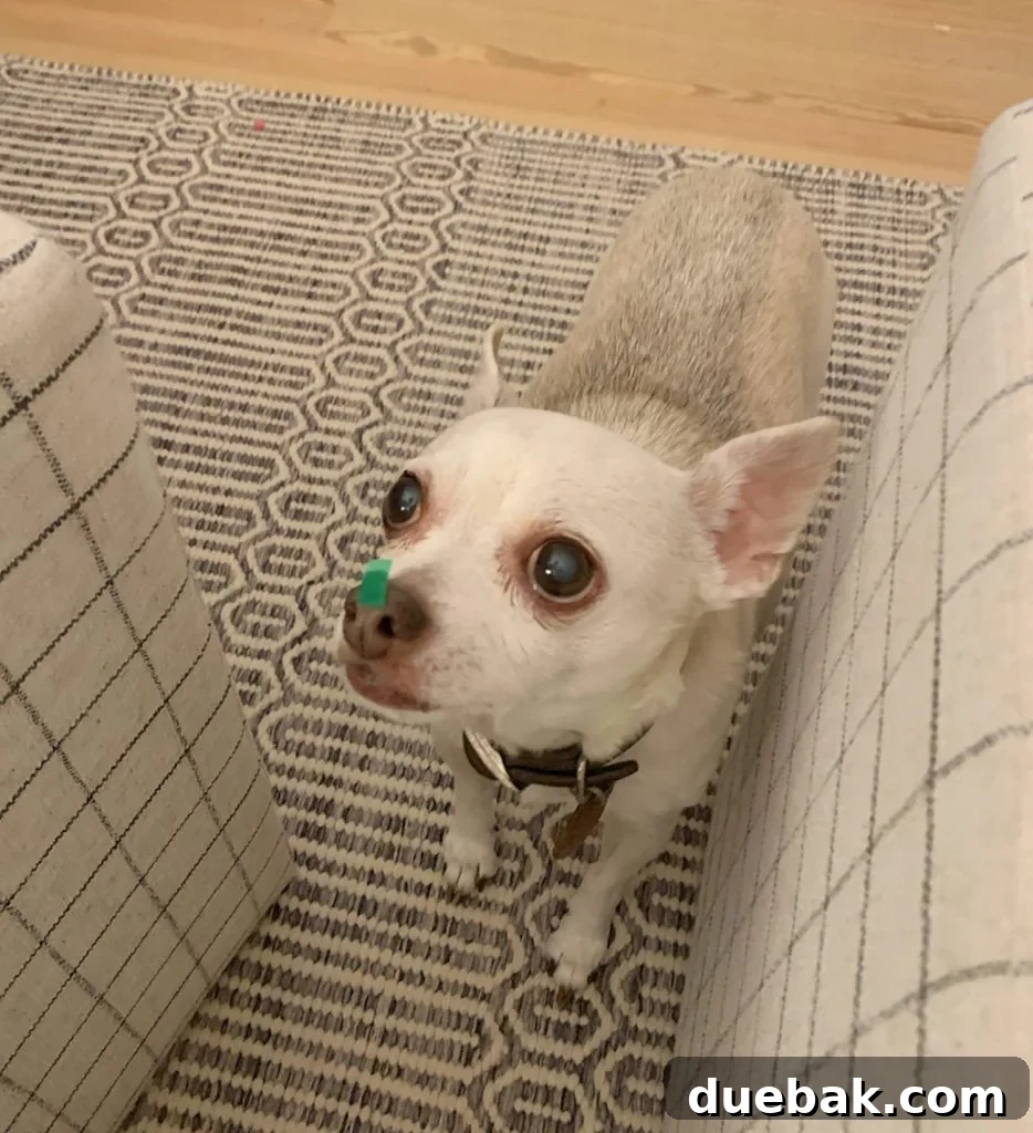 Burger the chihuahua comically posing with green confetti stuck to his nose