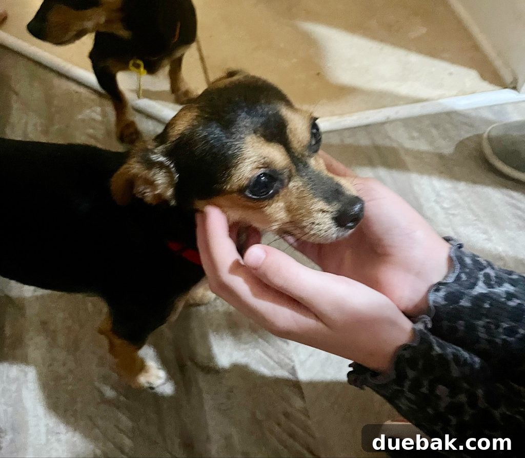 A small chihuahua yorkie mix dog with brown and black coloring, gently resting her head in a child's cupped hands