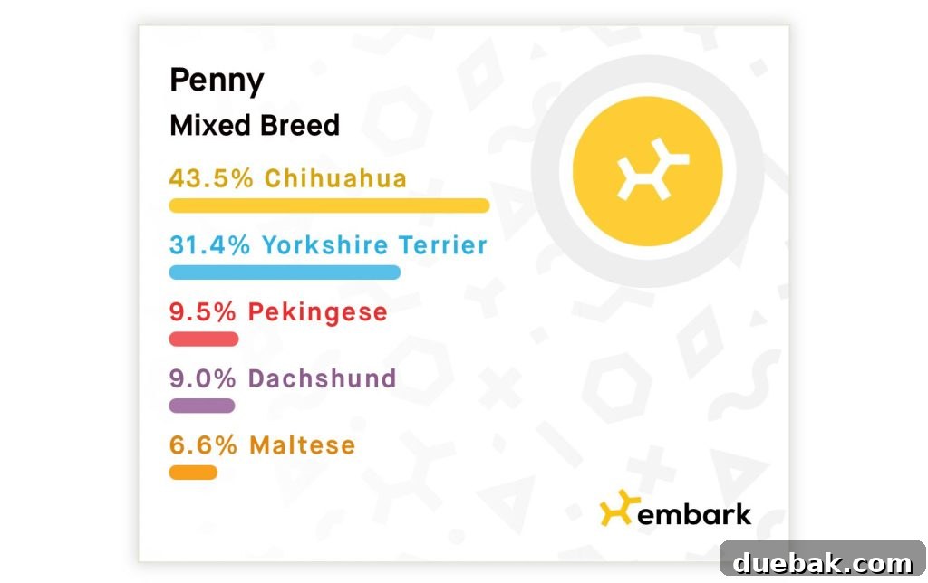 Embark Dog Breed Identification Results showing a pie chart of Penny's various breeds including Chihuahua, Yorkie, Dachshund, Pekingese, and Maltese
